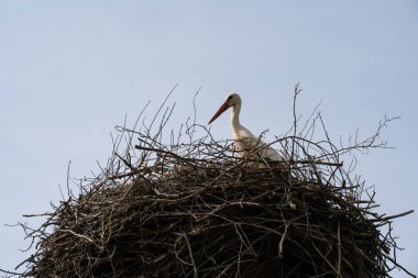 Leylek güneşli bir günde bir yuvada oturur.