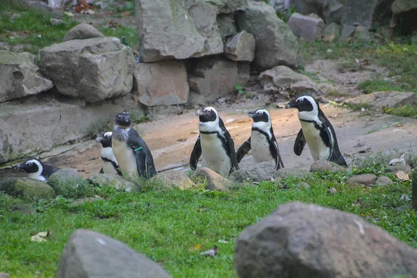 Pinguine Stehen Auf Dem Hintergrund Von Steinen Zoo Hochwertiges Foto — Stockfoto