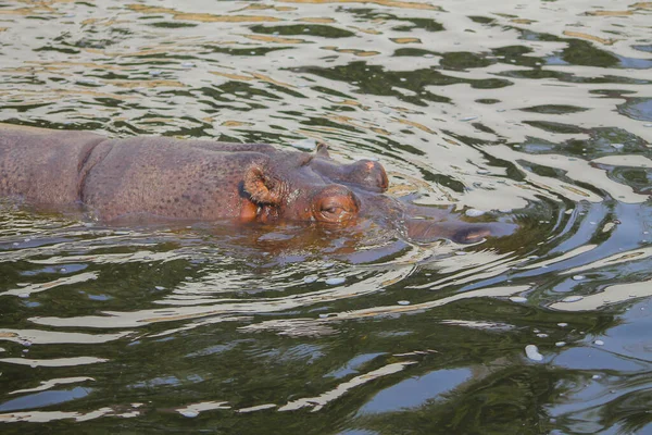 Nijlpaard Zwemt Het Water Hoge Kwaliteit Foto — Stockfoto