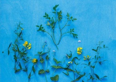 Yabani çiçekli mavi arka plan ve yeşil meyveli yabanmersini filizleri. Yatay olarak uzayla