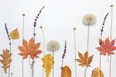 Beyaz arka planda lavanta dalları, kuru renkli sonbahar yaprakları olan bir düzen. Doğal malzemelerden yapılmış kartpostal. Bitkilerle dolu duvar kağıdı
