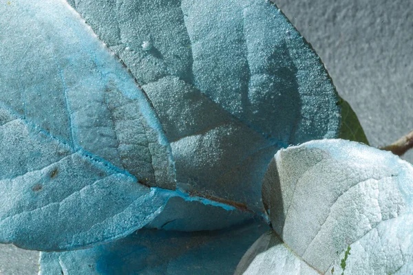 Las hojas de la rama están pintadas en plata y azul. Fotografía macro. Primer plano, minimalismo — Foto de Stock