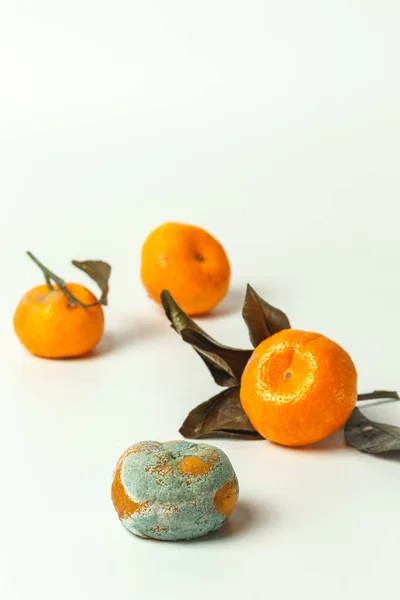 Rotten fruit with mold. The concept of using eco-friendly fruits grown without the use of pesticides with a short shelf life.Isolate on a white background with space.vertically