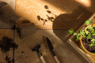 Evde bahçıvanlık, ot ve sebze yetiştirme. Pencere kenarında mikro bezelye ve minyatür bahçe aletleri