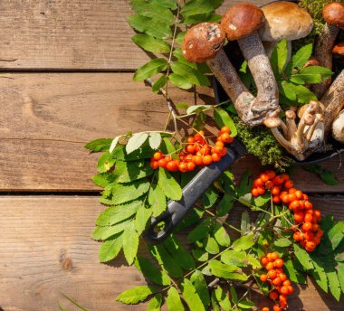 Orman ve porcini mantarları ve tahtalarında kırmızı böğürtlen kümeleri olan dağ kül dalları. Üst manzara, sert ışık ve gölgeler