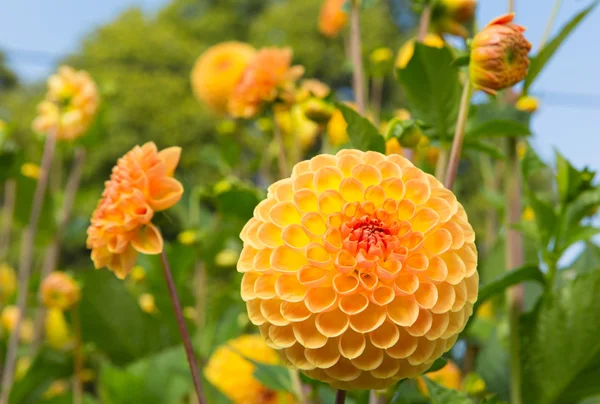 Ryecroft 快乐的黄花圆花盛开在花园里 — 图库照片