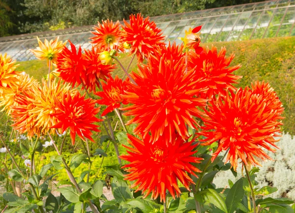 大丽花火神半仙人掌大丽花红色橙色开花在一个花园 — 图库照片