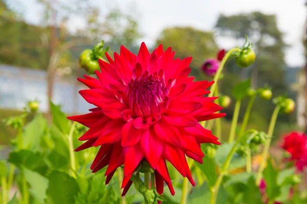 Dahlia tahoma tom tom semi-cactus colourful flower red in colour in a garden — Stock Photo, Image