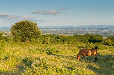 Vahşi pony Quantock Hills Somerset İngiltere İngiltere kırsal sayısı yaz akşam panoramik görünüm üzerinde