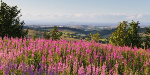 Utsikt över landskapet till Hinkley Point kärn-driva posterar Quantock Hills Somerset England Storbritannien med rosa blommor — Stockfoto