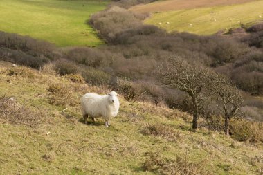 Bir alanı koyun ile Cornwall kırsal İngiltere İngiltere