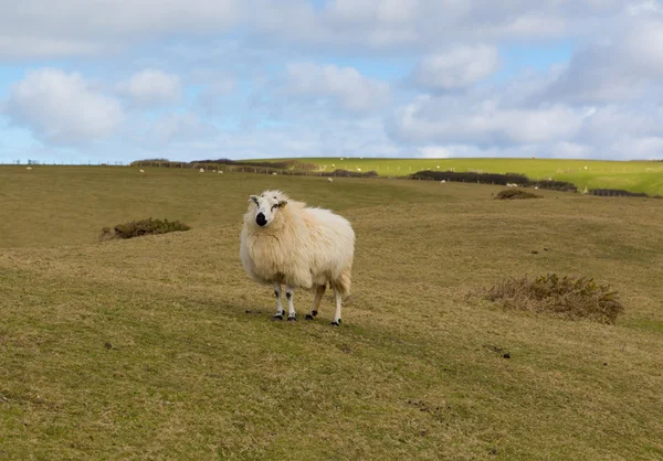 Schapen in een veld met wollige fleece jas — Stockfoto