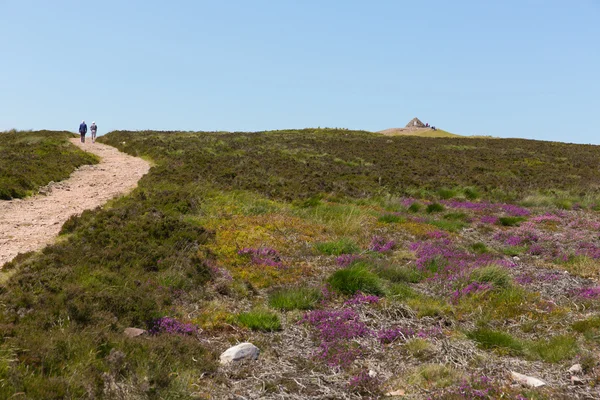 Gå til Dunkery Hill det højeste punkt på Exmoor tæt på Minehead Somerset England om sommeren med vilde lyserøde blomster - Stock-foto