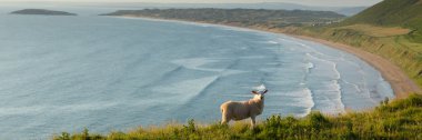 Rhossili beach Gower Yarımadası Güney Galler İngiltere'de İngiltere'de en iyi plajlarından bu popüler Galli tatil hedef panorama adlı otlatma koyun ile