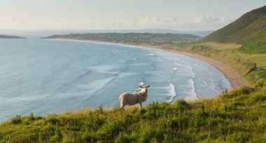 Rhossili beach Gower yarımadası Güney Galler İngiltere'de İngiltere'de en iyi plajlarından bu popüler Galli tatil beldesi otlatma koyun ile
