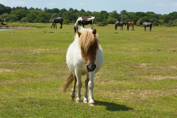 Branco pônei selvagem com rosto marrom The New Forest Hampshire Inglaterra Reino Unido com pôneis no fundo — Fotografia de Stock