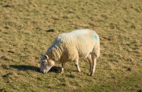 Schapen grazen in een veld — Stockfoto