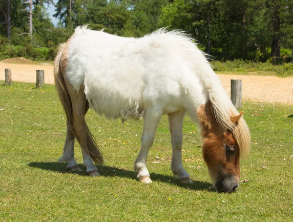 Wild white pony New Forest Hamphire Inglaterra Reino Unido — Fotografia de Stock