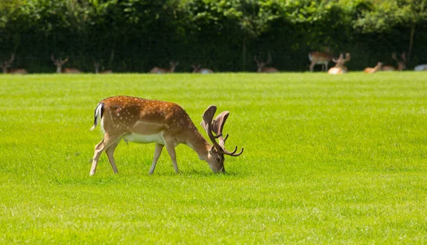 Veado vermelho com chifres New Forest England UK — Fotografia de Stock