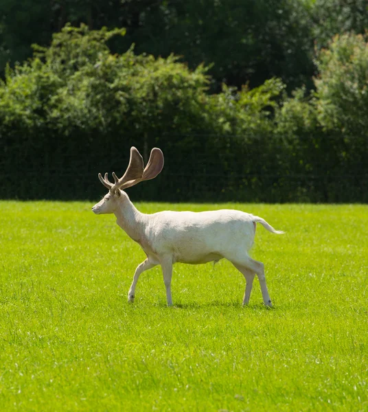 Bílý jelen v New Forest Hampshire Anglie uk — Stock fotografie