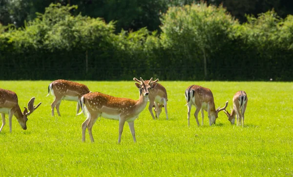 新しいフォレスト ハンプシャー南部イギリス英語の田舎に鹿の群れ — ストック写真