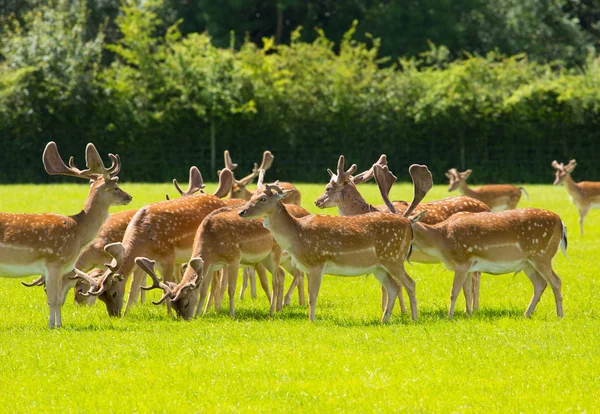 Jelen s parohy New Forest Anglie Uk — Stock fotografie