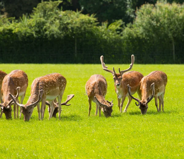 New Forest jeleni poblíž Lyndhurst Anglie uk — Stock fotografie