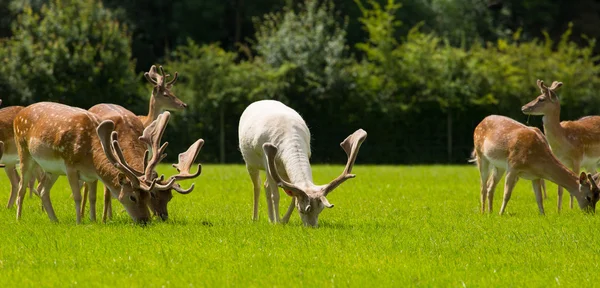 Veados pastando com chifres New Forest England UK em um campo no verão — Fotografia de Stock