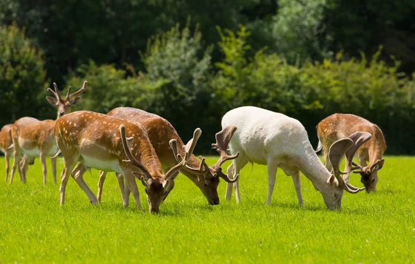 Ny skog hjort röda och albino vita nära Lyndhurst England Storbritannien — Stockfoto