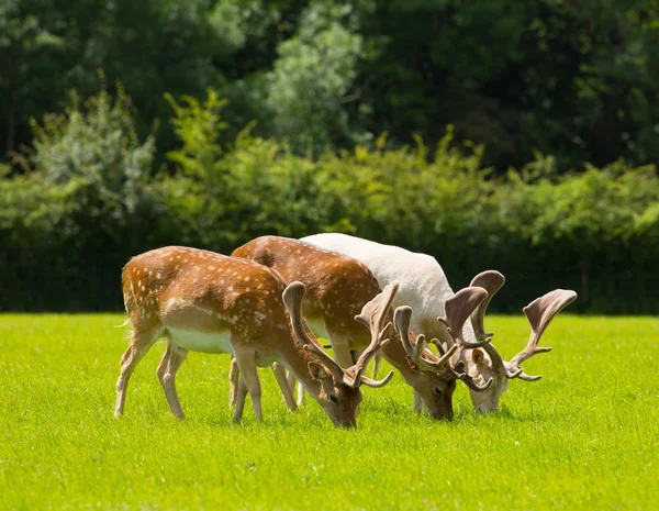 Rådjur betar med horn ny skog England Storbritannien — Stockfoto
