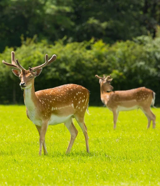 New Forest jeleni poblíž Lyndhurst Anglie uk — Stock fotografie