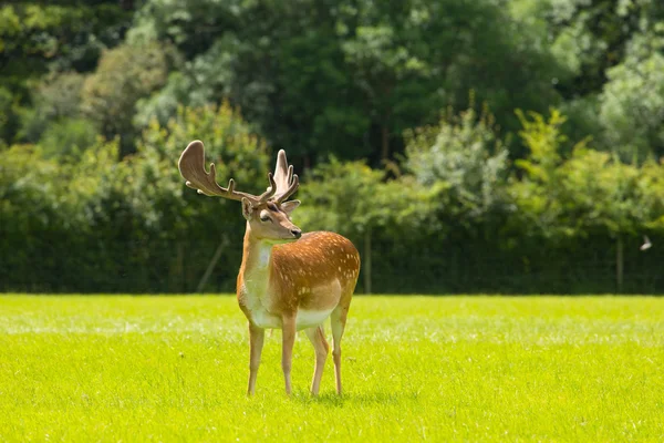 Kronhjort med horn ny skog England Storbritannien — Stockfoto