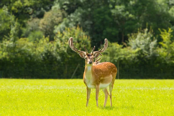 Красный олень New Forest Hampshire Англия и английская кантри-сцена — стоковое фото