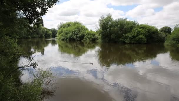 로스 온와 Herefordshire 영국 영국 영어의 작은 시장 마을 학장의 숲의 가장자리에 위치한에 강와이에 수영 하는 오리 팬 — 비디오