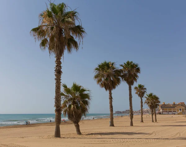 Palmeiras Torre Mata Praia Espanha Costa Blanca — Fotografia de Stock