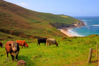Cornish kıyıları ve kırsal kesim Portheras Cove Cornwall St Ives 'in güney batısında ineklerle
