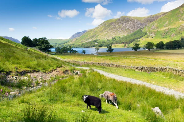 Herdwick schapen buttermere lake district cumbria Engeland uk op een mooie zonnige zomerdag — Stockfoto