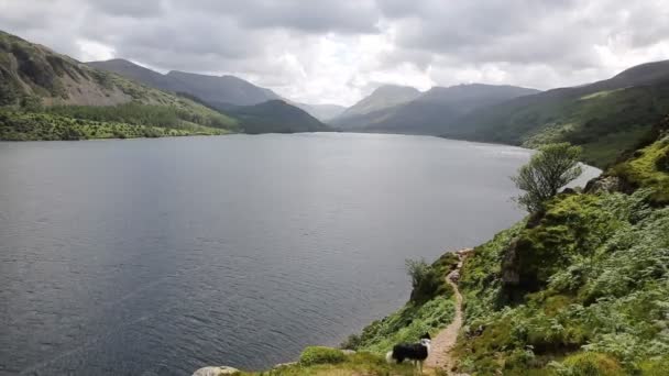 Чорно-білі Коллі собака ennerdale води Озерному Національний парк Камбрія Англії Великобританії — стокове відео