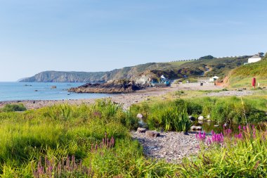 pembe çiçekler kennack kumları cornwall kertenkele İngiltere ile mavi gökyüzü güneşli yaz sabahı plaj.