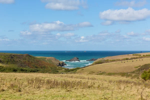 Pohled do Porth Mear poblíž Porthcothan severním Cornwallu Anglie Uk — Stock fotografie