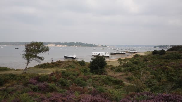 Brownsea Island Poole Harbour Dorset Angleterre Royaume-Uni vue de la côte à côté du ferry Sandbanks — Video
