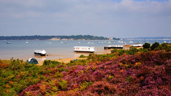 Lila Ljung med utsikt till Brownsea Island Poole Harbour Dorset England Uk tittade på från kusten vid Sandbanks färjan — Stockfoto