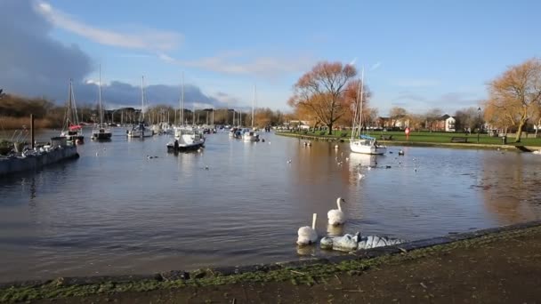 Tranquillo tranquillo fiume Stour Christchurch Dorset Inghilterra Regno Unito con cigni che nuotano PAN — Video Stock