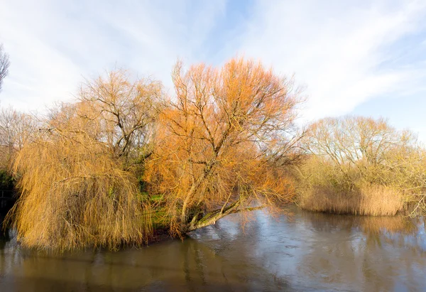 Krásný strom na březích řeky Avon Christchurch Dorset Anglie Velká Británie — Stock fotografie