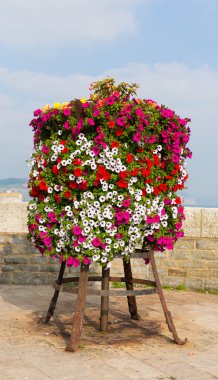 Colourful display of pink white red and yellow petunias on a stand at the seaside on a summer day clipart