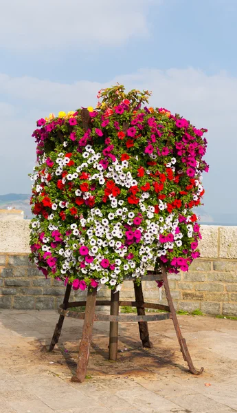 Colourful display of pink white red and yellow petunias on a stand at the seaside on a summer day — Stock Photo, Image