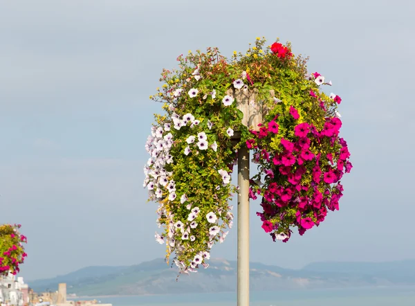 Prachtige weergave van roze witte en rode Petunia's op een paal zomerdag aan de kust — Stockfoto