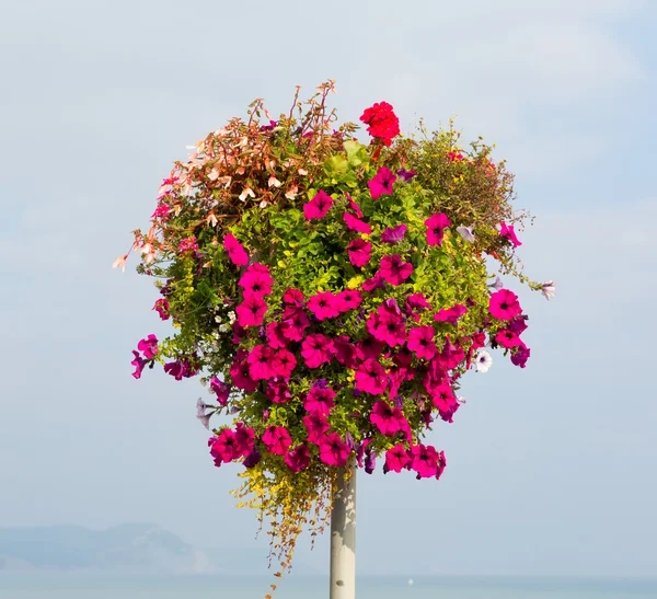 美丽的显示在杆子上的粉色牵牛花夏季的一天在海岸 — 图库照片