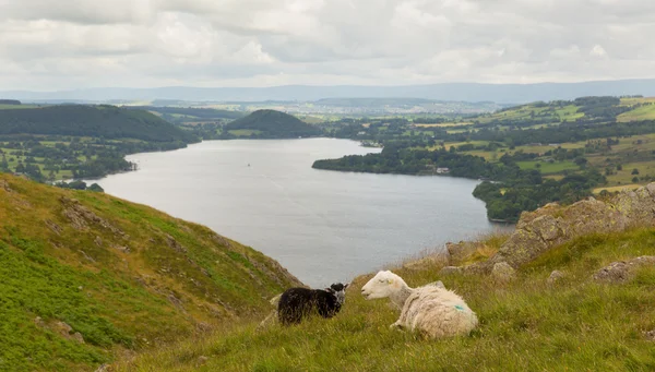 Ovejas blancas y negras junto con una vista elevada del Distrito de los Lagos de Ullswater Cumbria Inglaterra Reino Unido —  Fotos de Stock