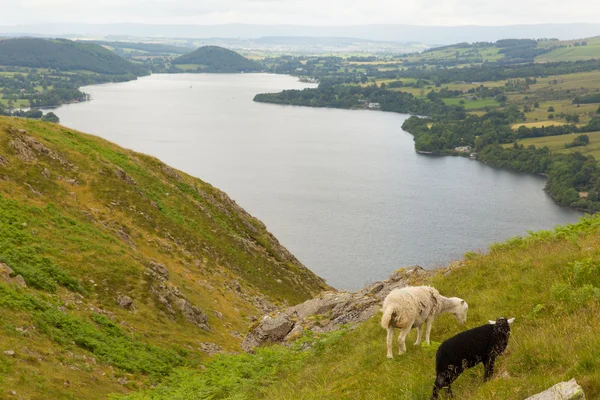 Black and white sheep together with elevated view of Ullswater Lake District Cumbria England UK — Stock Photo, Image
